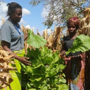 VERTICAL GARDENING AT SASASA IN RUMPHI