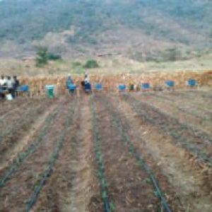 INSTALLATION OF IRRIGATION KITS & PLANTING AT MBONGONDO